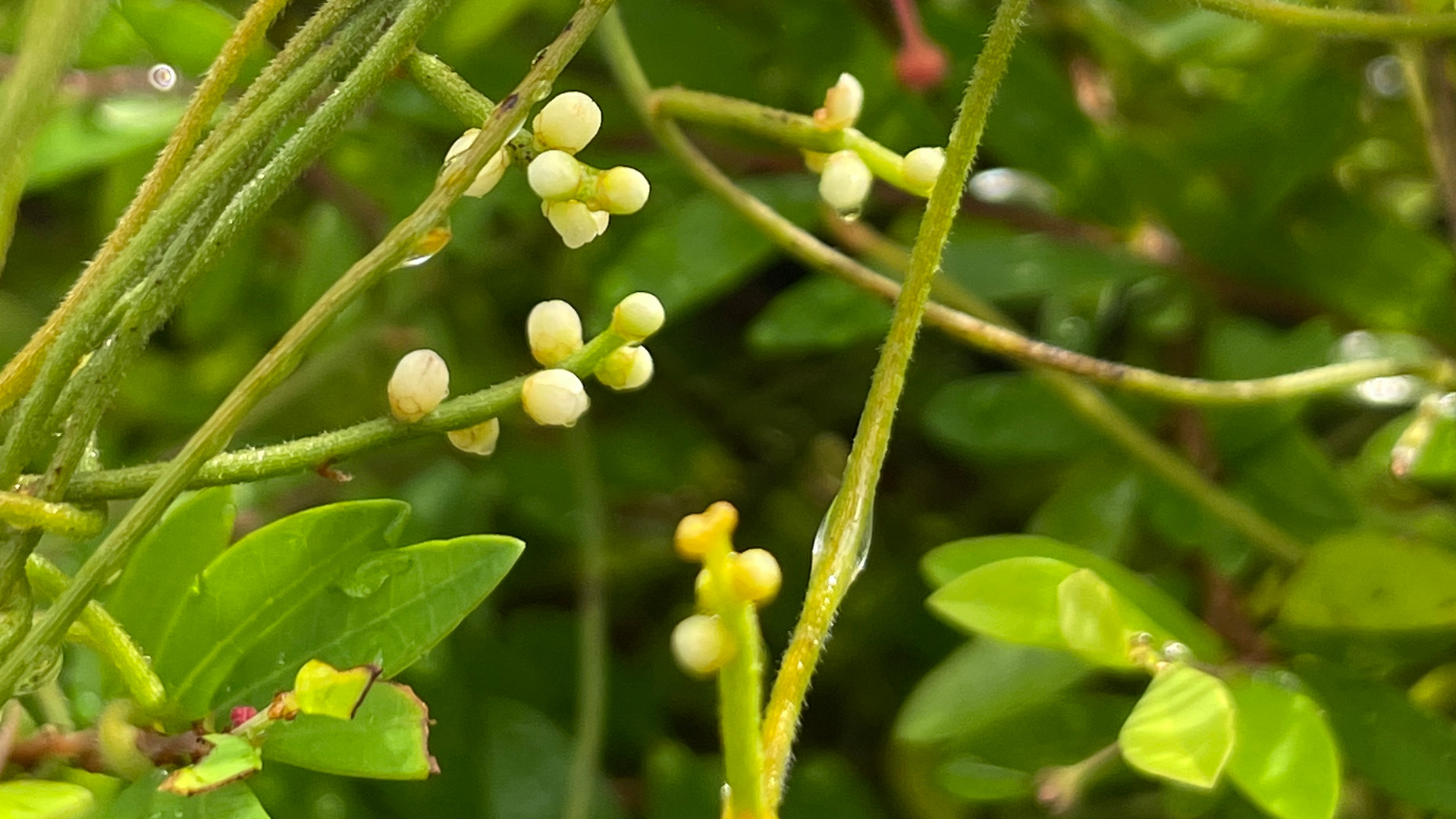 Dodder Laurel <i>(Cassytha filiformis)</i>