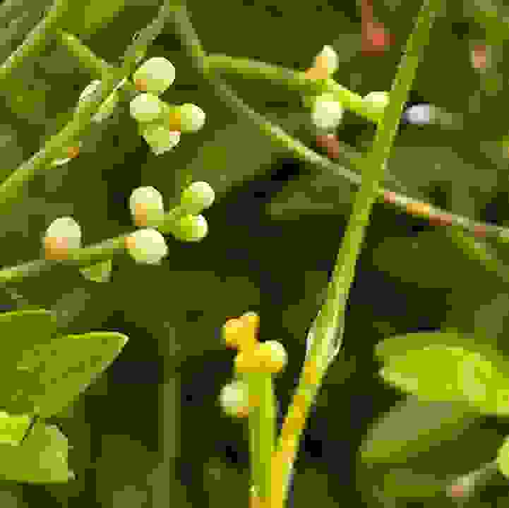 Dodder Laurel &lt;i&gt;(Cassytha filiformis)&lt;/i&gt;