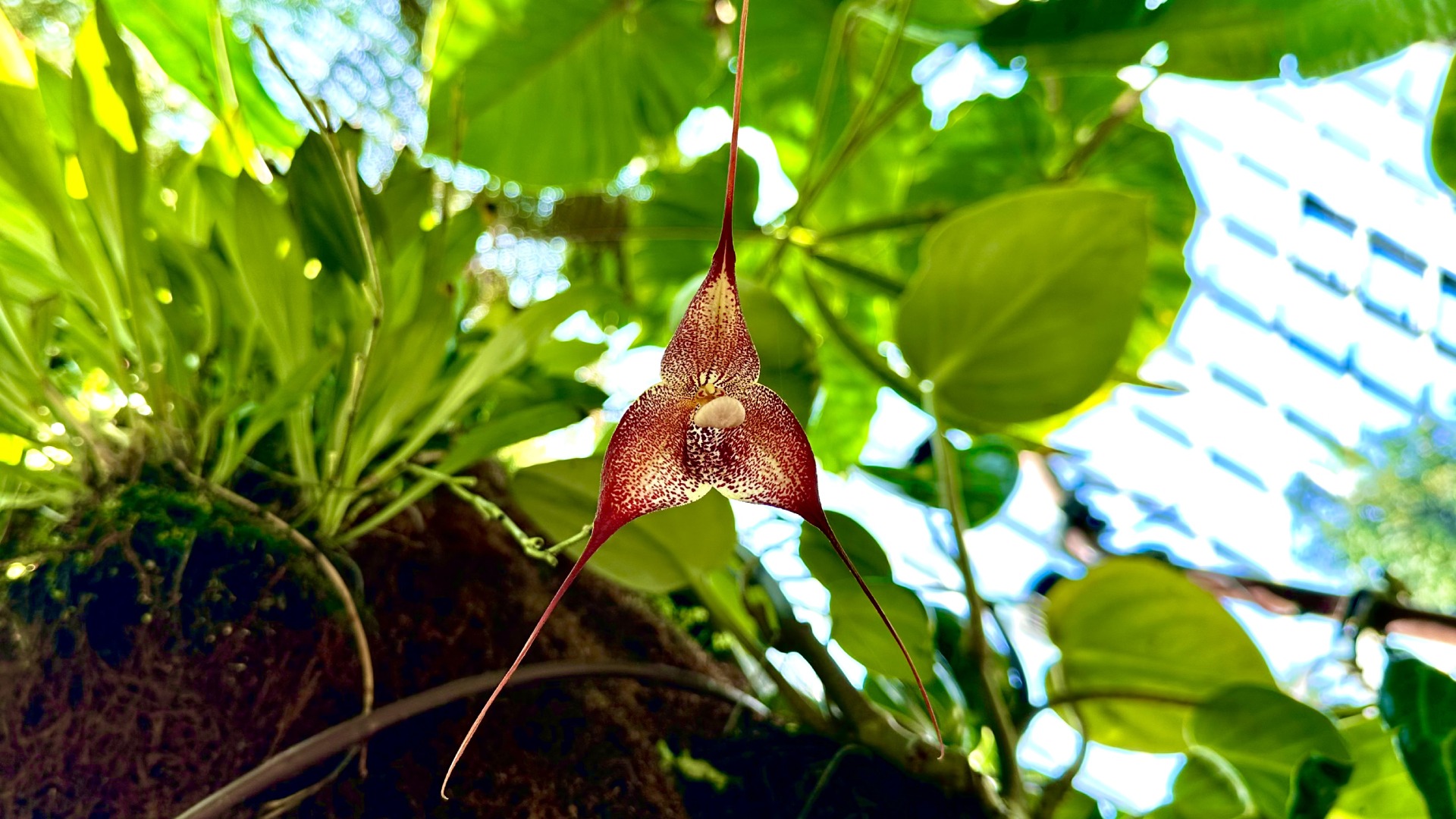 Hirtz’s Dracula (<i>Dracula hirtzii</i>) 