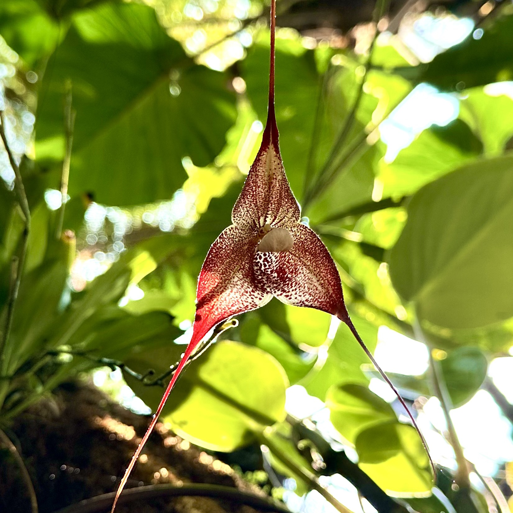 Hirtz&rsquo;s Dracula (&lt;i&gt;Dracula hirtzii&lt;/i&gt;) 