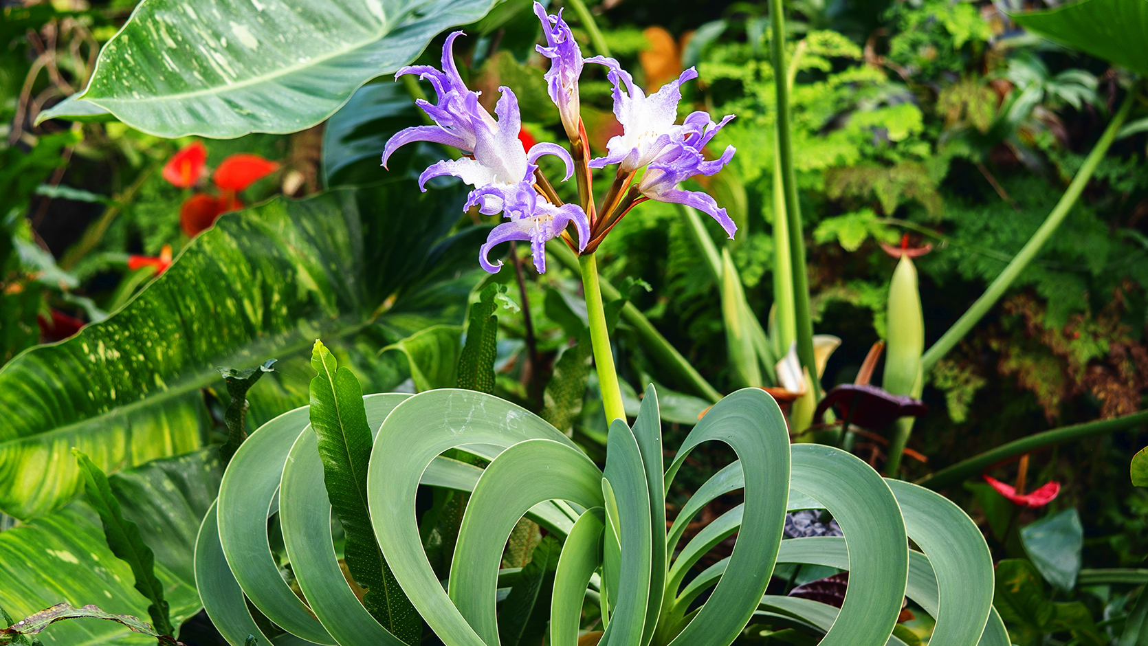 Empress of Brazil <i>(Worsleya procera)</i>