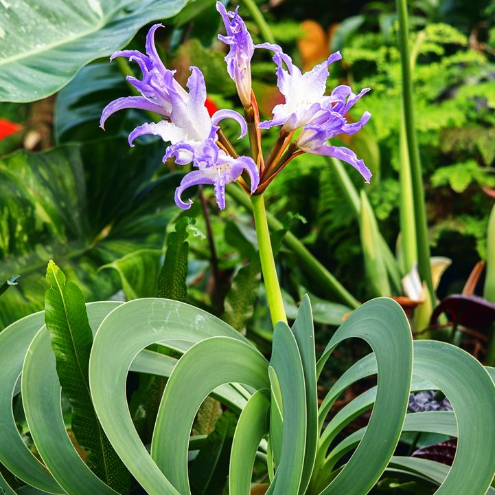 Empress of Brazil &lt;i&gt;(Worsleya procera)&lt;/i&gt;