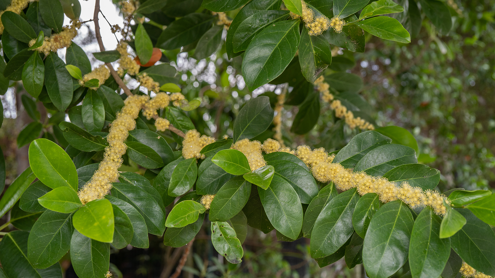 False Lime <i>(Suregada multiflora)</i>