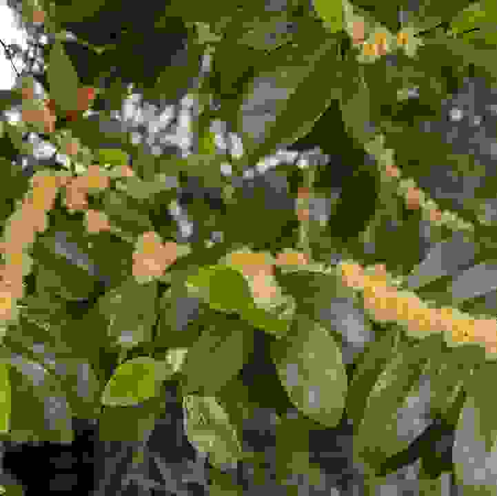 False Lime &lt;i&gt;(Suregada multiflora)&lt;/i&gt;