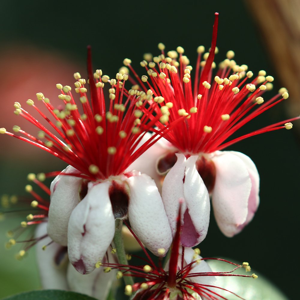 Feijoa &lt;i&gt;(Feijoa sellowiana)&lt;/i&gt;