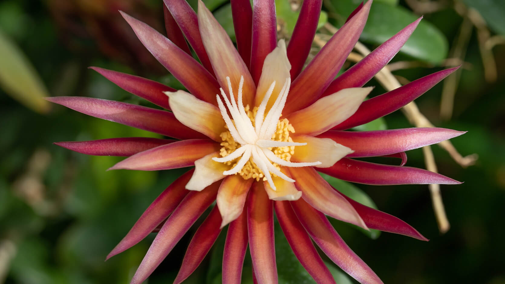 Fishbone Cactus <i>(Selenicereus anthonyanus)</i>