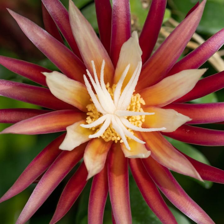 Fishbone Cactus &lt;i&gt;(Selenicereus anthonyanus)&lt;/i&gt;