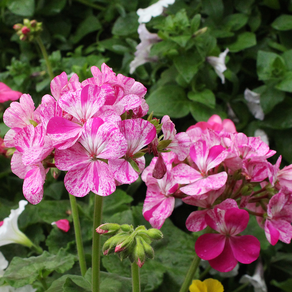 Garden Geranium (&lt;i&gt;Pelargonium &times; hortorum&lt;/i&gt;)
