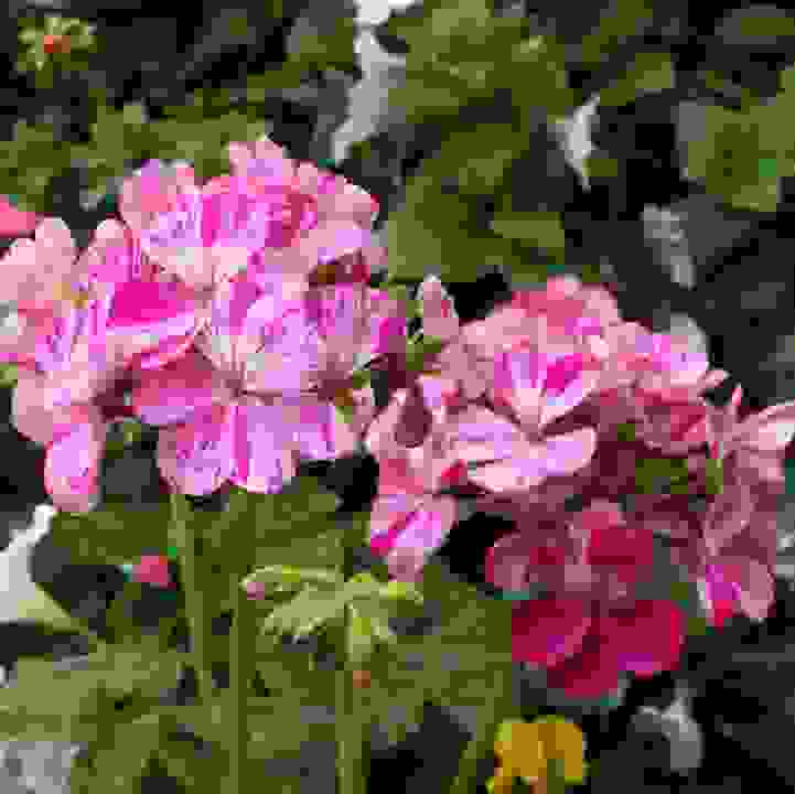 Garden Geranium (&lt;i&gt;Pelargonium &times; hortorum&lt;/i&gt;)