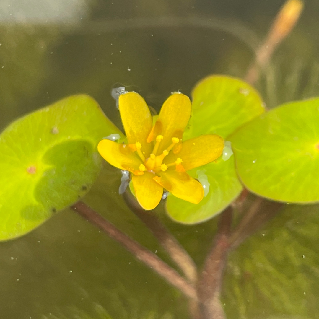 Giant Cabomba (<i>Cabomba aquatica</i>)
