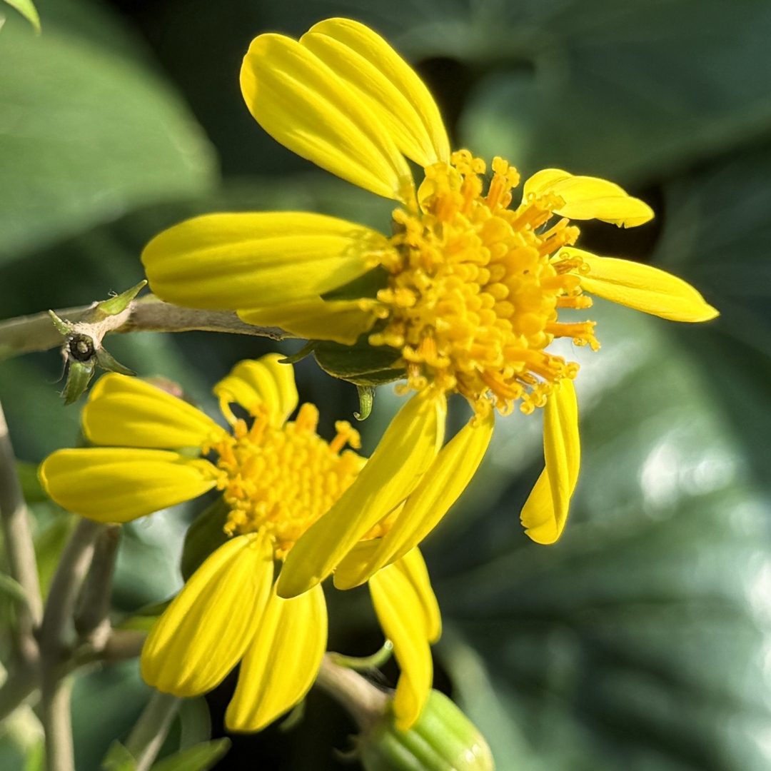Giant Tractor Seat Plant (&lt;i&gt;Farfugium japonicum&lt;/i&gt; var. &lt;i&gt;giganteum&lt;/i&gt;)