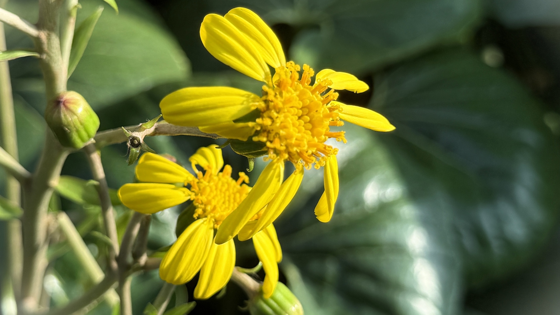 Giant Tractor Seat Plant (<i>Farfugium japonicum</i> var. <i>giganteum</i>)