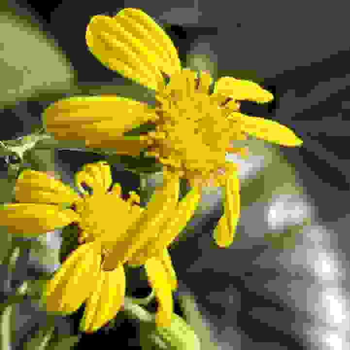 Giant Tractor Seat Plant (&lt;i&gt;Farfugium japonicum&lt;/i&gt; var. &lt;i&gt;giganteum&lt;/i&gt;)