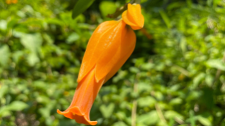 Gold Finger Plant <i>(Juanulloa mexicana)</i>