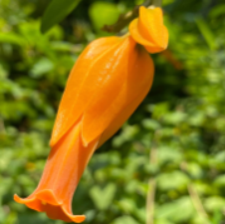 Gold Finger Plant &lt;i&gt;(Juanulloa mexicana)&lt;/i&gt;