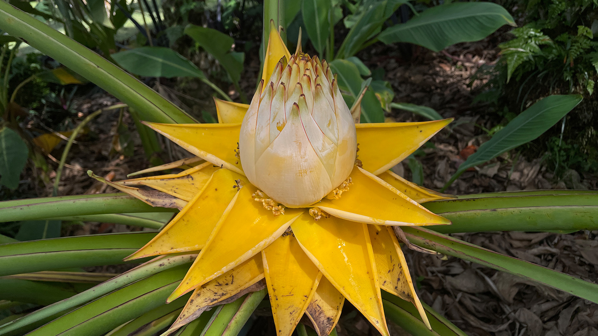 Golden Lotus Banana (<i>Musella lasiocarpa</i>)