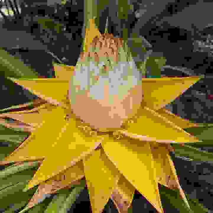 Golden Lotus Banana (&lt;i&gt;Musella lasiocarpa&lt;/i&gt;)