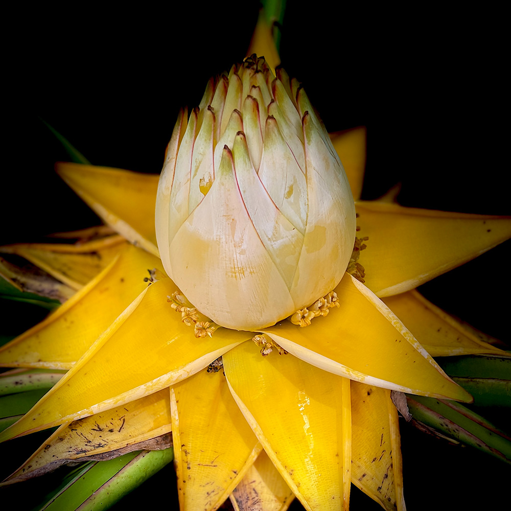 Golden Lotus Banana (&lt;i&gt;Musella lasiocarpa&lt;/i&gt;)