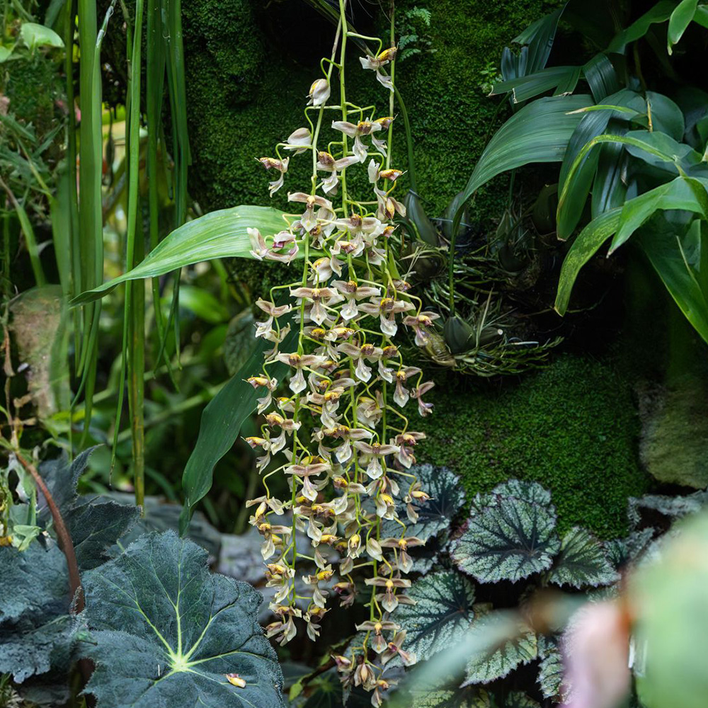 &lt;i&gt;Gongora portentosa&lt;/i&gt;