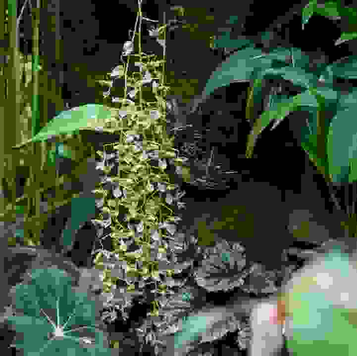 &lt;i&gt;Gongora portentosa&lt;/i&gt;
