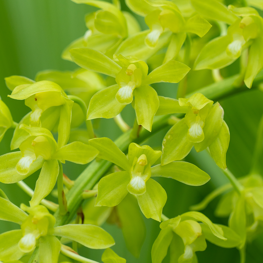 <i>Grammatophyllum multiflorum</i> var. <i>multiflorum</i>