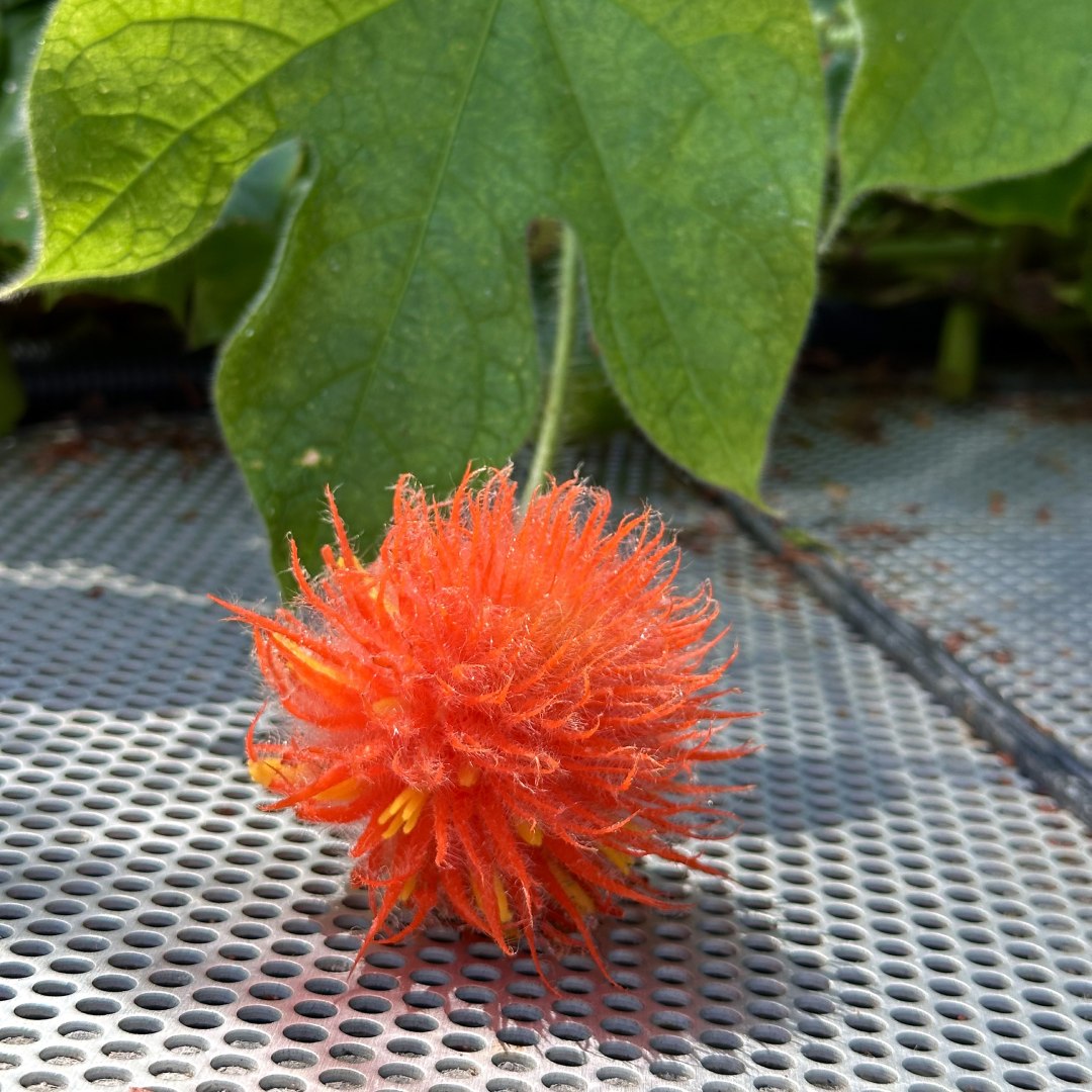 &lt;i&gt;Gurania eriantha&lt;/i&gt;