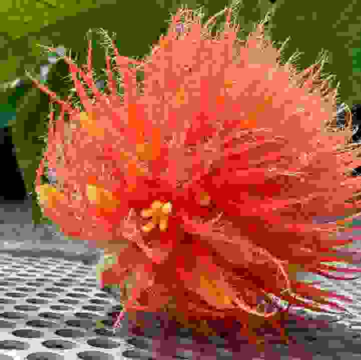 &lt;i&gt;Gurania eriantha&lt;/i&gt;