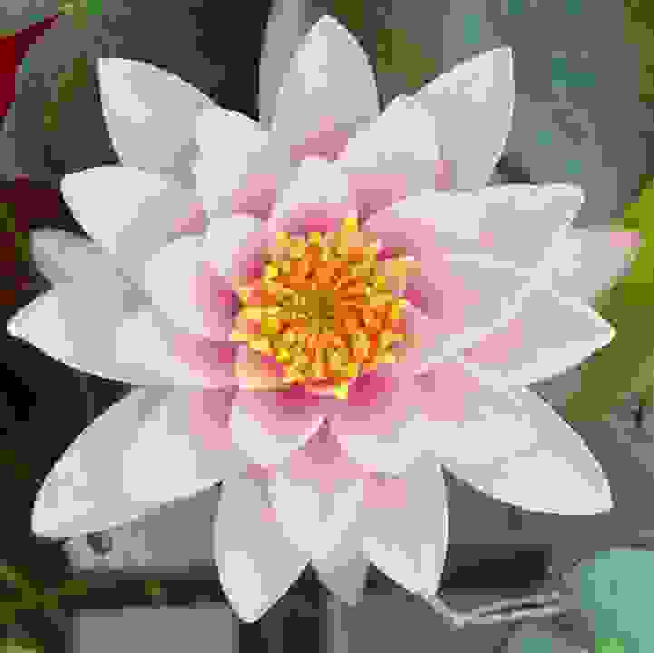 Hardy Water Lilies  &lt;/br&gt;(&lt;i&gt;Nymphaea&lt;/i&gt; Subgenus &lt;i&gt;Nymphaea&lt;/i&gt; species, hybrids, and cultivars)