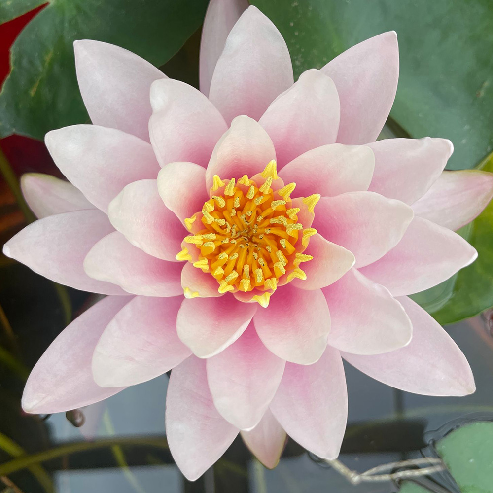 Hardy Water Lilies  &lt;/br&gt;(&lt;i&gt;Nymphaea&lt;/i&gt; Subgenus &lt;i&gt;Nymphaea&lt;/i&gt; species, hybrids, and cultivars)