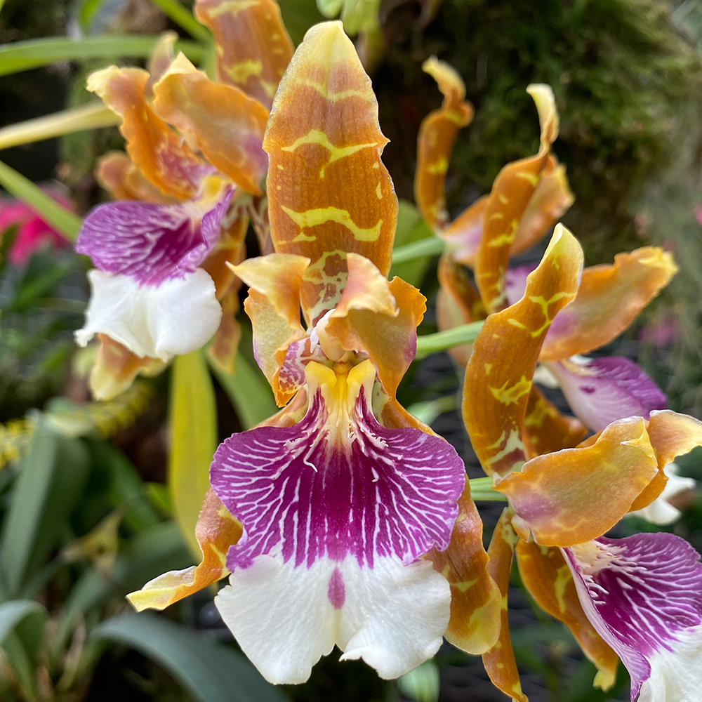 Harry&rsquo;s Mountain Orchid &lt;i&gt;(Oncidium harryanum)&lt;/i&gt;