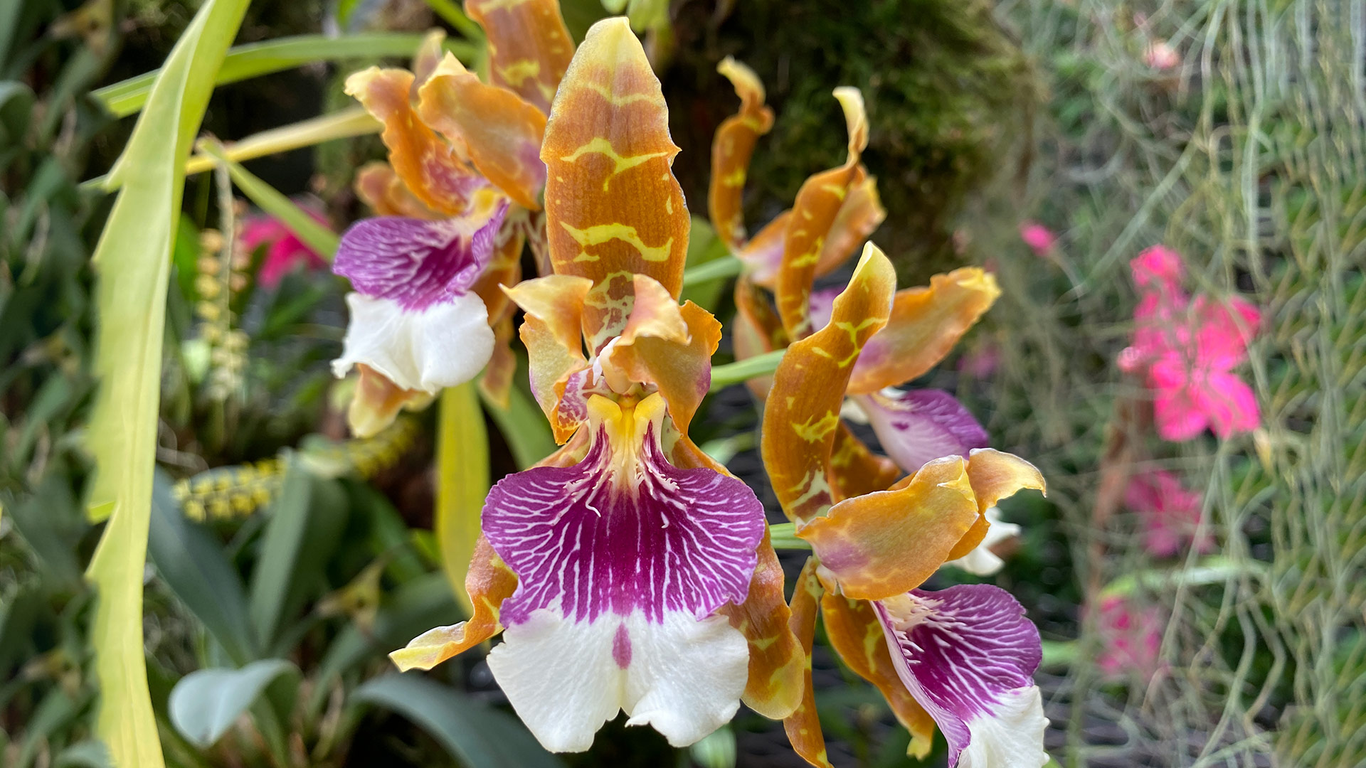 Harry’s Mountain Orchid <i>(Oncidium harryanum)</i>