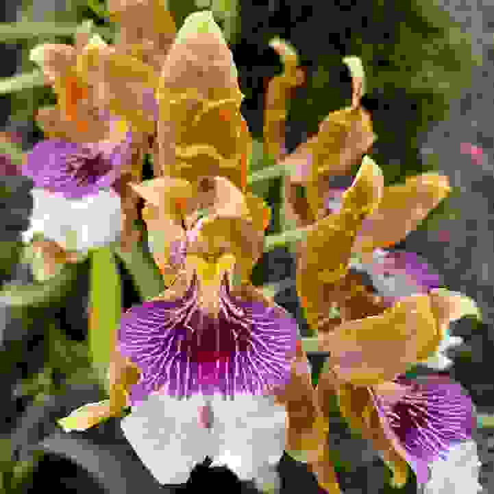 Harry&rsquo;s Mountain Orchid &lt;i&gt;(Oncidium harryanum)&lt;/i&gt;