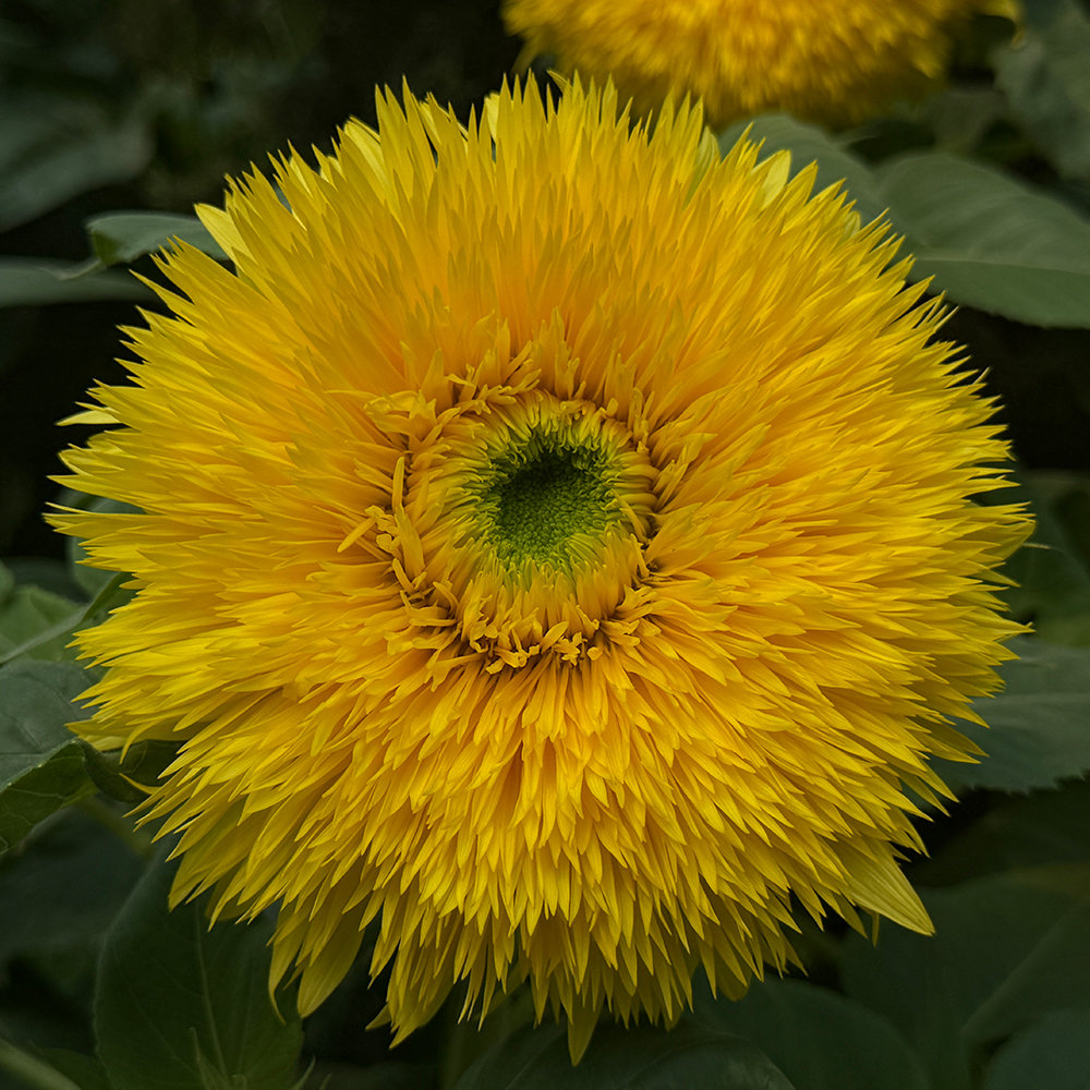 <i>Helianthus annuus</i> 'Lemonade'