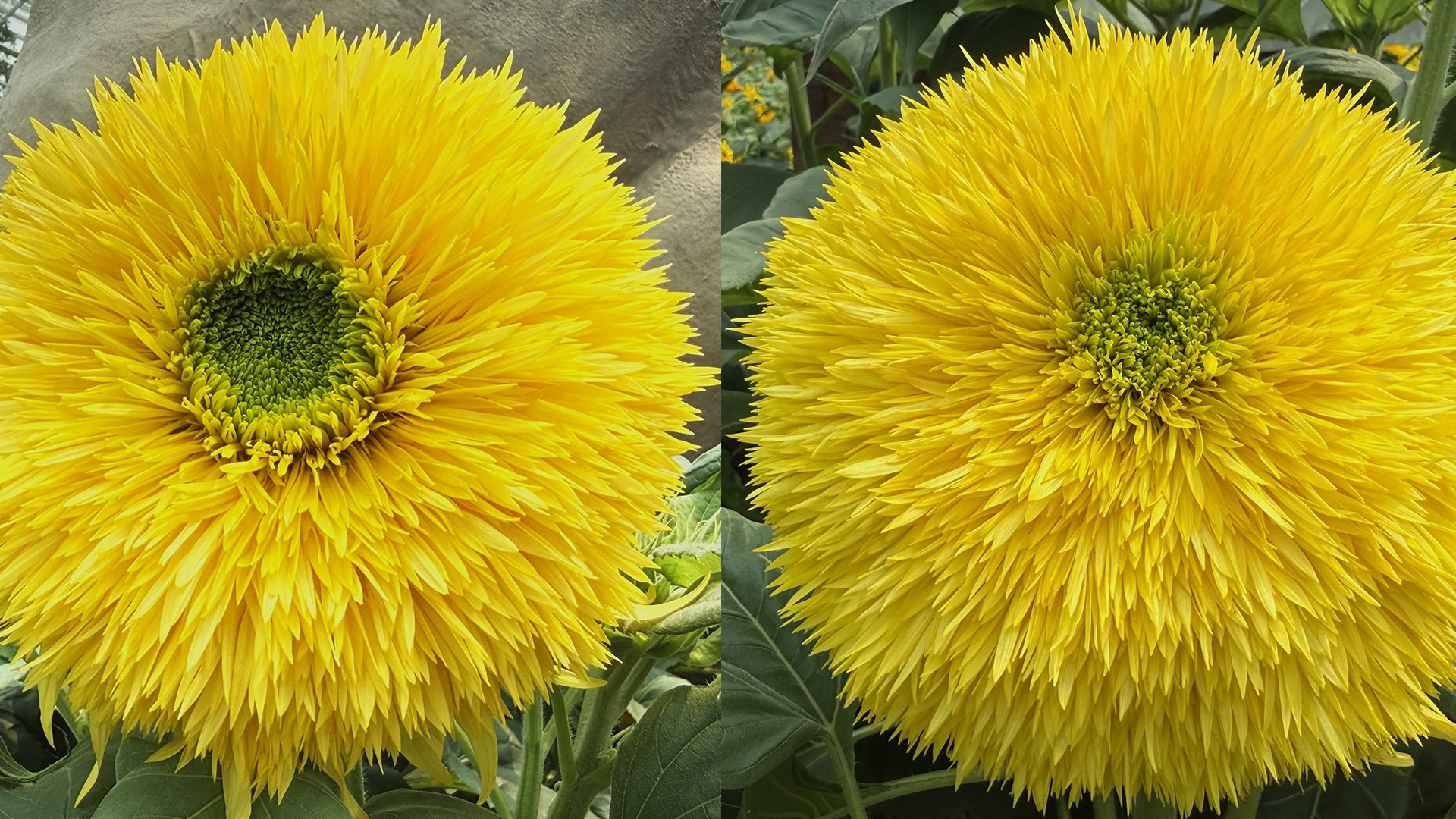 <i>Helianthus annuus</i> 'Lemonade'