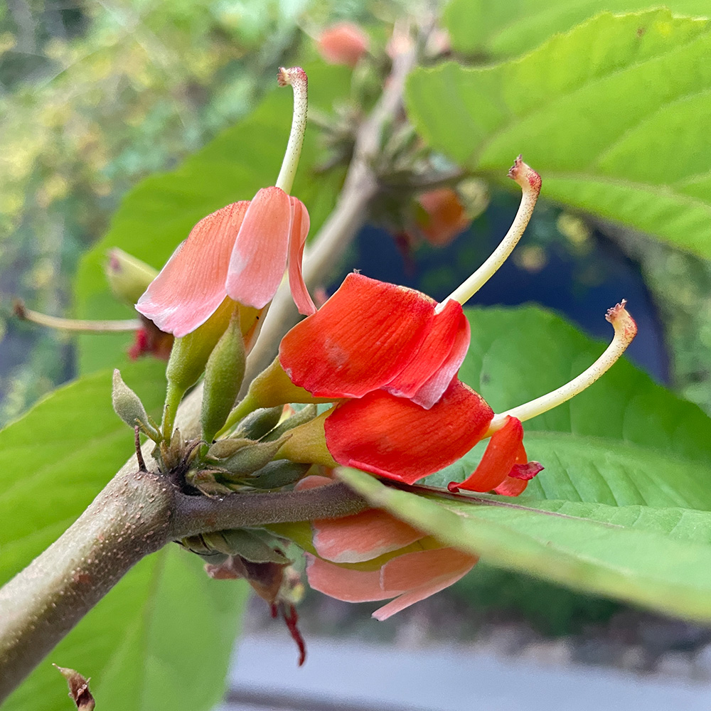 Chabai Tali &lt;i&gt;(Helicteres isora)&lt;/i&gt;