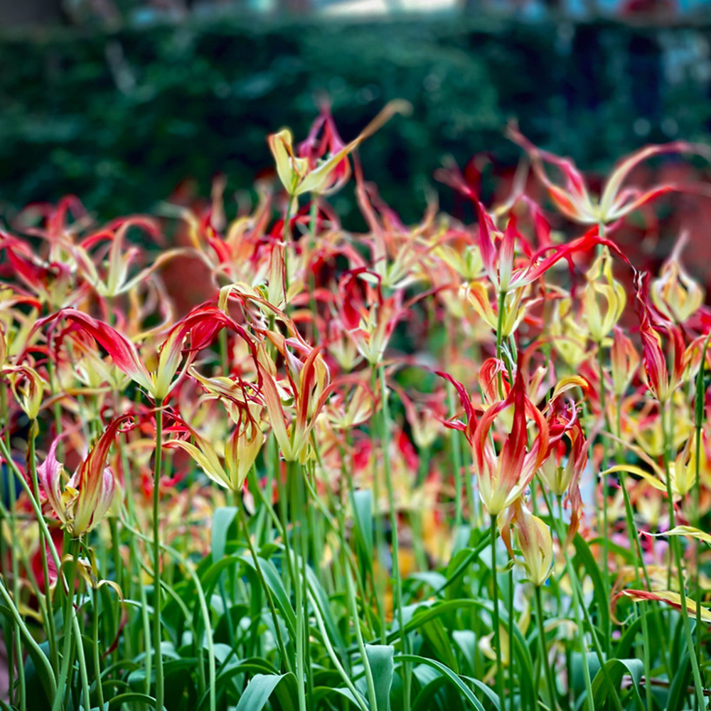 Horned Tulip (&lt;i&gt;Tulipa acuminata&lt;/i&gt;)