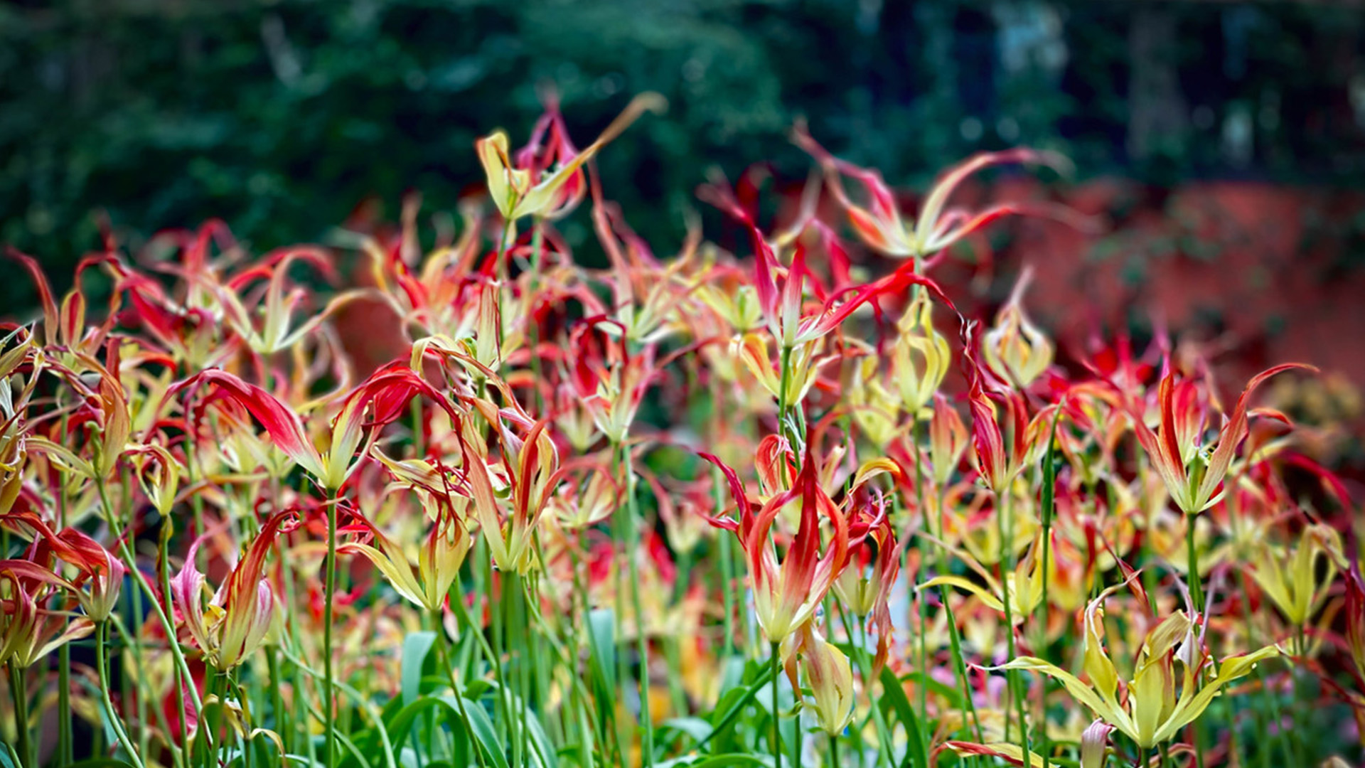 Horned Tulip (<i>Tulipa acuminata</i>)