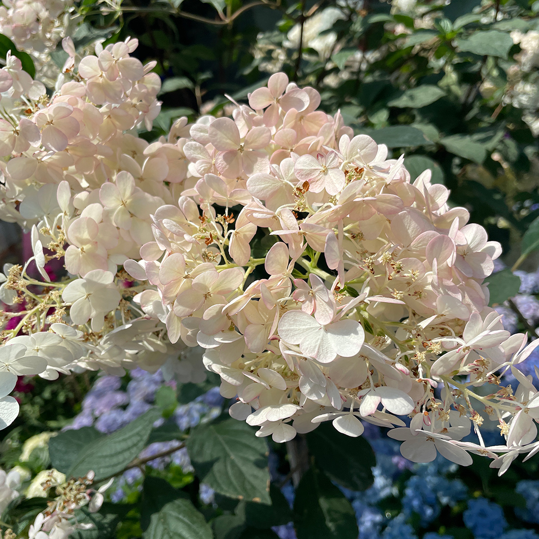 <i>Hydrangea paniculata</i> &lsquo;Sundae Fraise&rsquo;