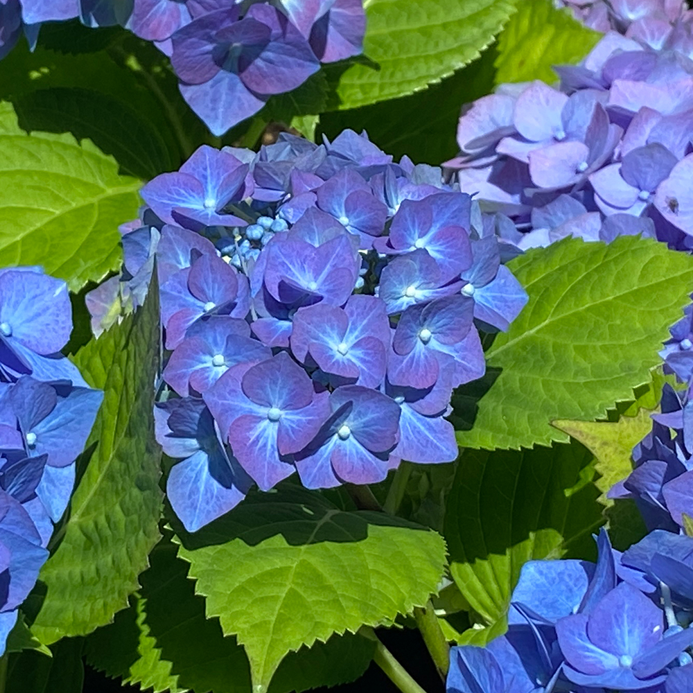Hydrangea (&lt;i&gt;Hydrangea&lt;/i&gt; cv.)