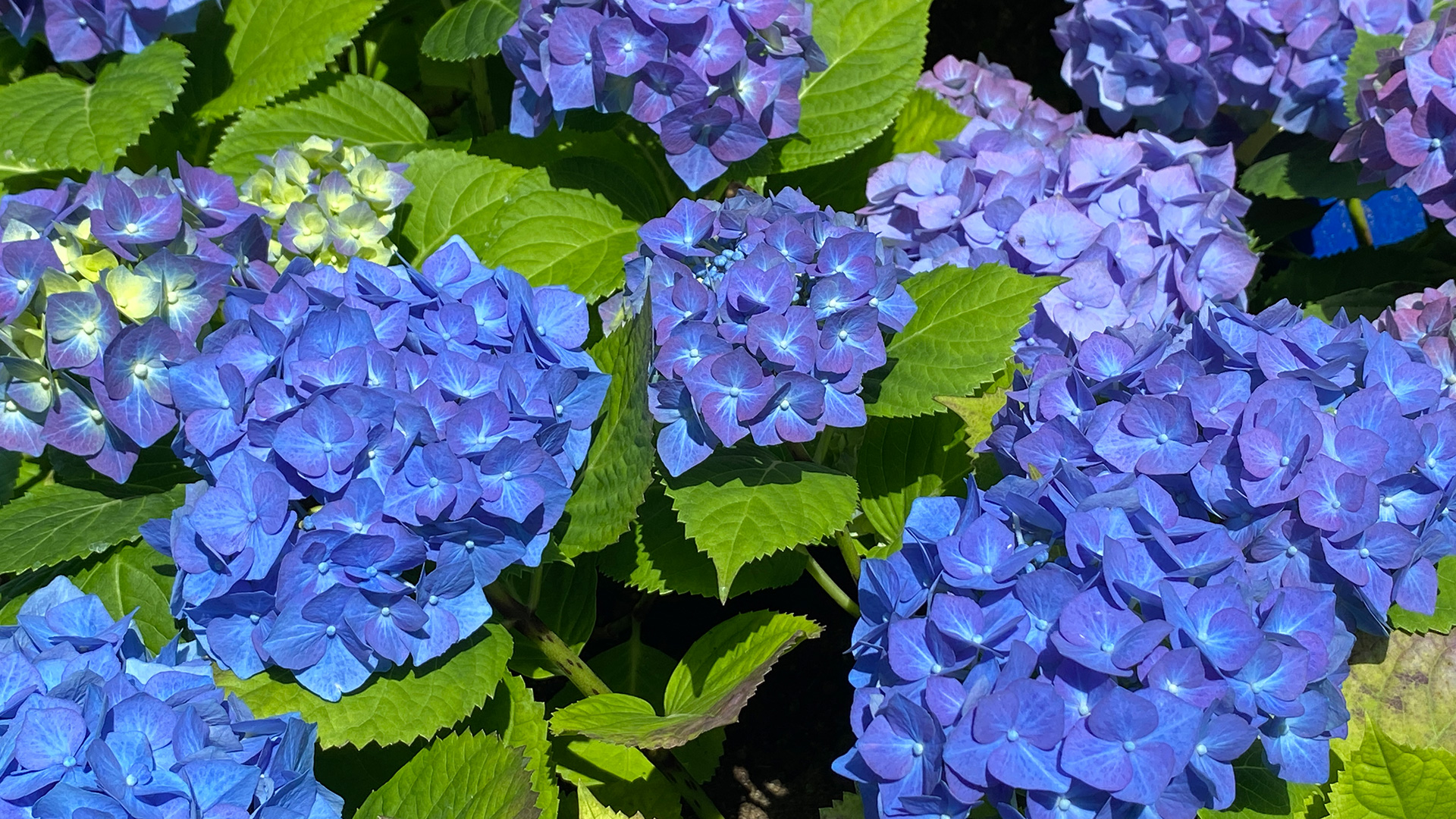 Hydrangea (<i>Hydrangea</i> cv.)