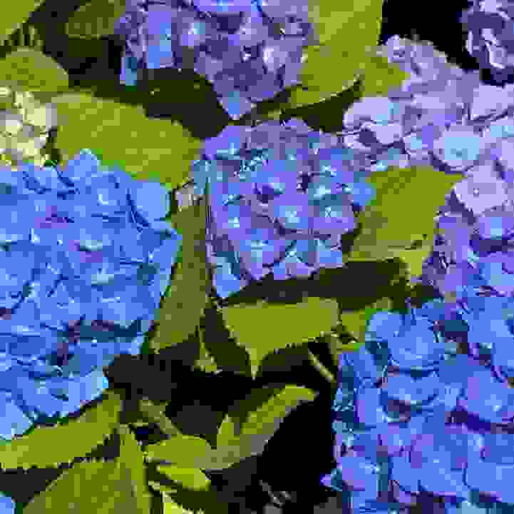 Hydrangea (&lt;i&gt;Hydrangea&lt;/i&gt; cv.)
