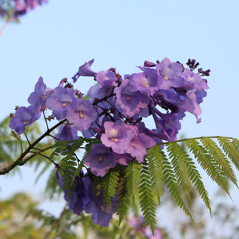 &lt;i&gt;Jacaranda caucana&lt;/i&gt;