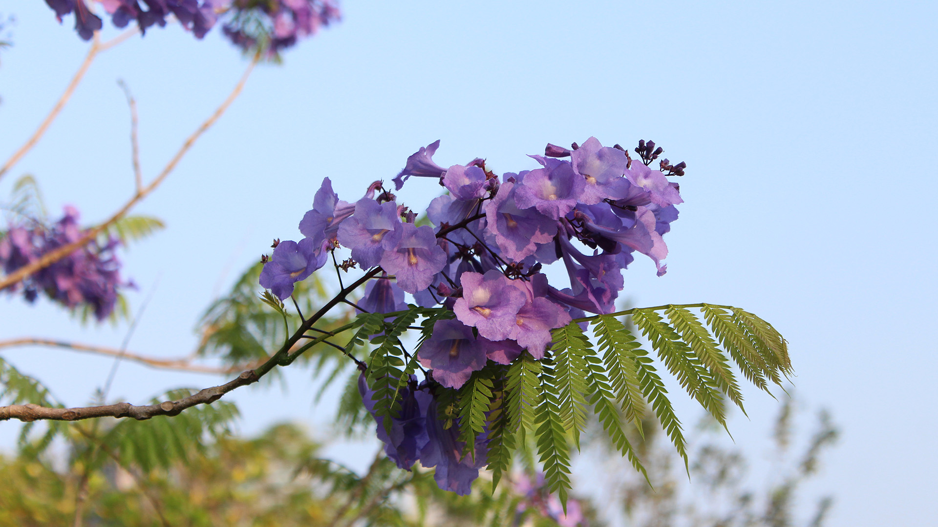 <i>Jacaranda caucana</i>