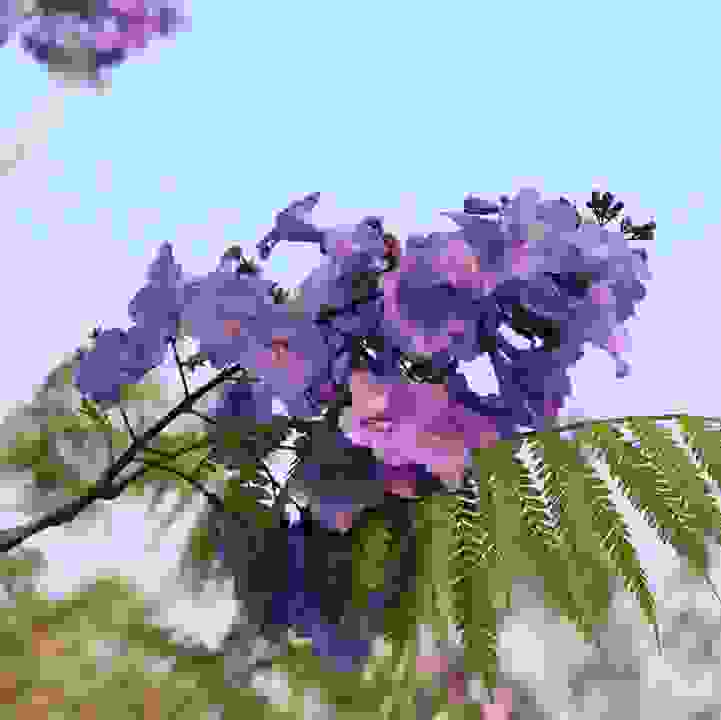 &lt;i&gt;Jacaranda caucana&lt;/i&gt;