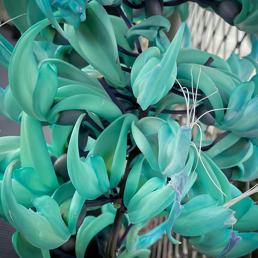 Jade Vine (&lt;i&gt;Strongylodon macrobotrys&lt;/i&gt;)