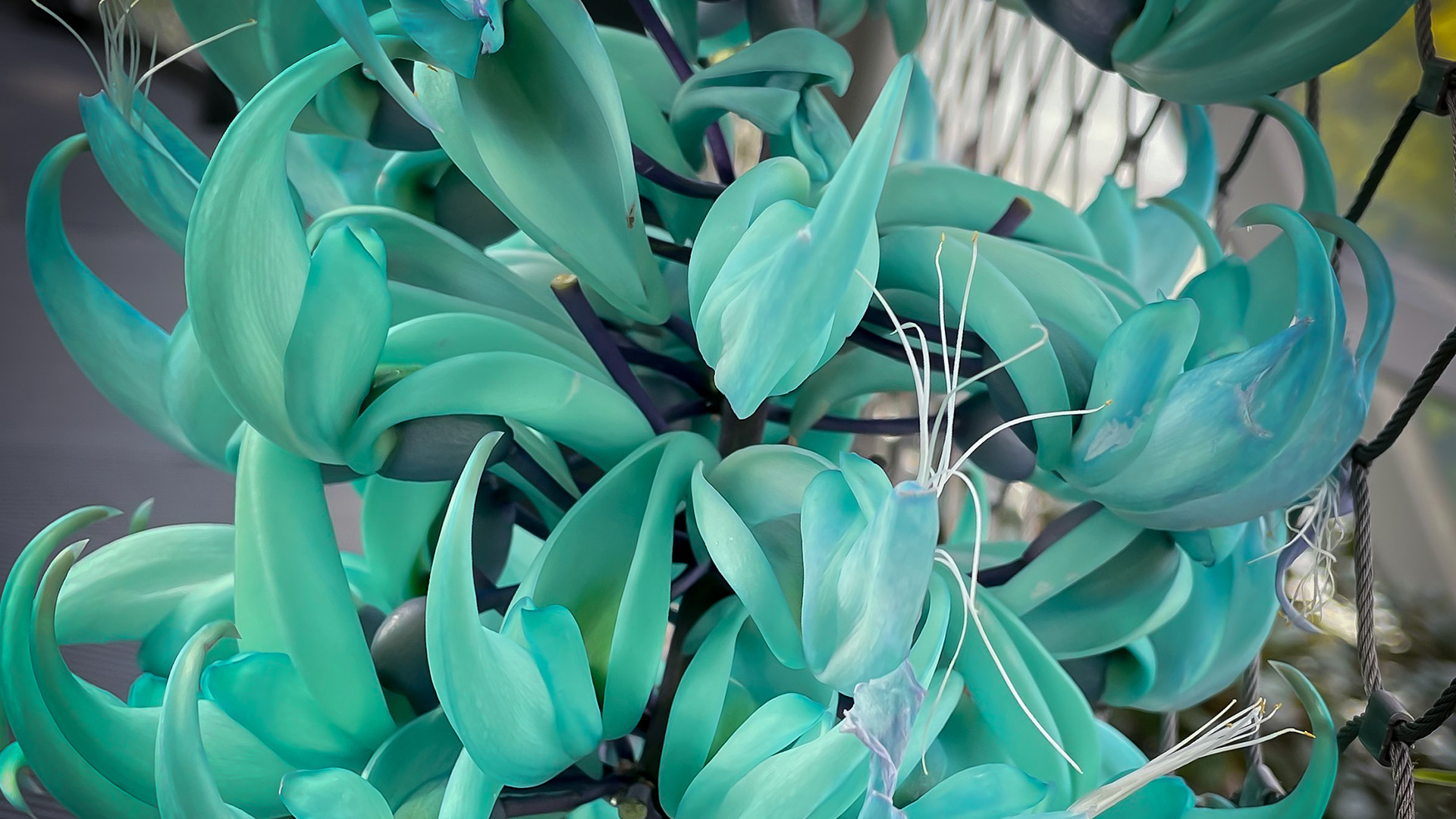 Jade Vine (<i>Strongylodon macrobotrys</i>)