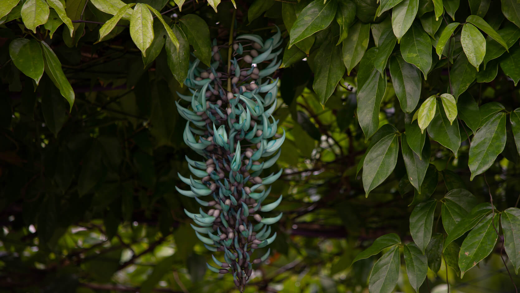 Jade Vine <i>(Strongylodon macrobotrys)</i>