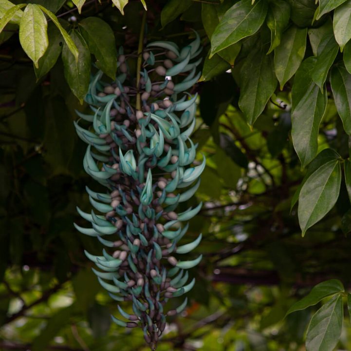 Jade Vine &lt;i&gt;(Strongylodon macrobotrys)&lt;/i&gt;