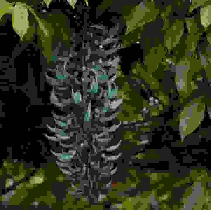 Jade Vine &lt;i&gt;(Strongylodon macrobotrys)&lt;/i&gt;