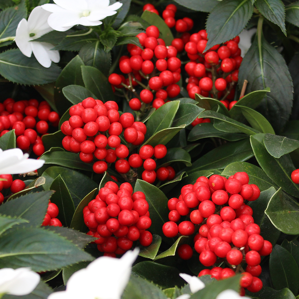 Japanese Skimmia (&lt;i&gt;Skimmia japonica&lt;/i&gt;)
